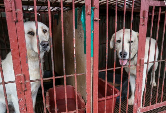Illustration de l'article : Plus de 80 chiens sauvés de l’abattoir, un marché de viande canine fermé